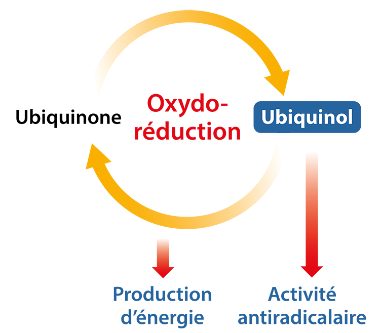 Double action de l'ubiquinol (forme active de la coenzyme Q10) 